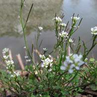 Advice on removing Cardamine Hirsuta from your garden